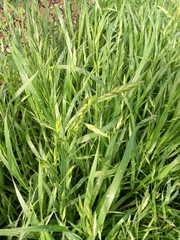 Bromus catharticus