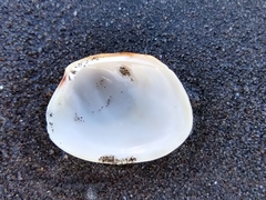 Venerupis largillierti