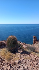 Ferocactus emoryi emoryi
