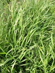 Bromus catharticus