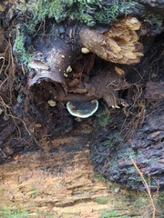 Fomitopsis ochracea
