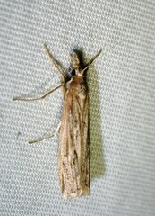 Pediasia trisecta
