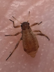 Cinara pilicornis