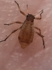 Cinara pilicornis