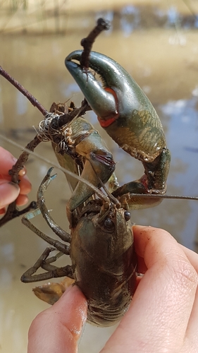 Cherax destructor