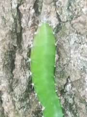 Hylocereeae