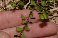 Muehlenbeckia complexa
