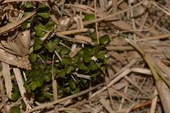 Muehlenbeckia complexa
