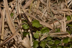 Muehlenbeckia complexa