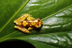 Boana picturata