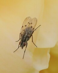 Anthomyia punctipennis