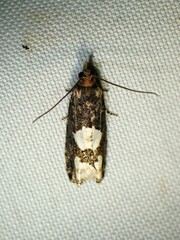 Epinotia trigonella