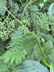 Ahaetulla mycterizans