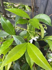 Trachelospermum jasminoides