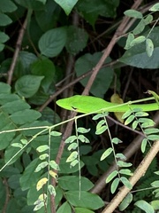 Ahaetulla mycterizans