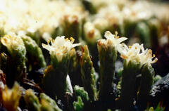 Kelleria villosa villosa
