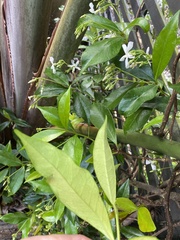 Trachelospermum jasminoides