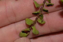 Muehlenbeckia complexa