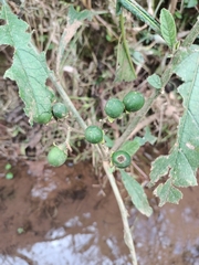 Solanum umbellatum