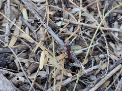 Odontomachus desertorum