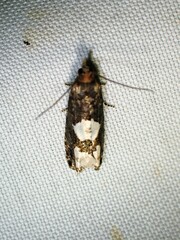 Epinotia trigonella