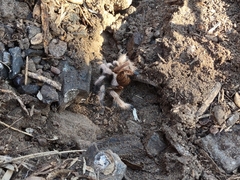 Aphonopelma chalcodes
