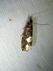 Epinotia trigonella