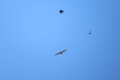 Corvus brachyrhynchos