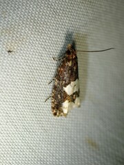 Epinotia trigonella