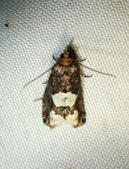 Epinotia trigonella