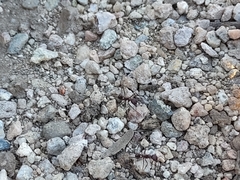 Novomessor albisetosus