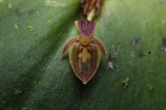 Pleurothallis convexa