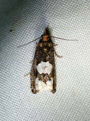 Epinotia trigonella
