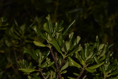 Coprosma prisca