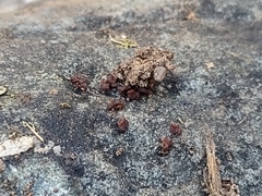 Cyphomyrmex flavidus