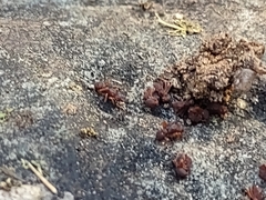 Cyphomyrmex flavidus