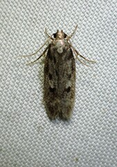Gelechiini