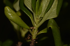 Coprosma prisca