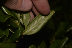 Coprosma prisca