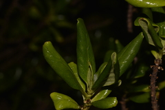 Coprosma prisca