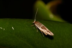 Stathmopoda megathyma