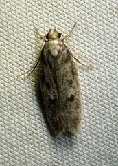 Gelechiini