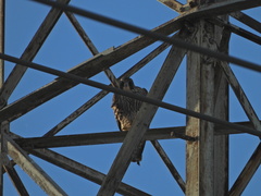 Falco peregrinus pealei