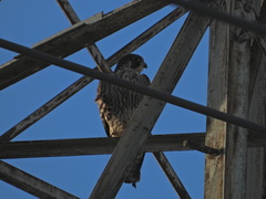 Falco peregrinus pealei
