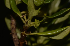 Coprosma prisca