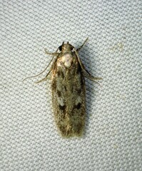 Gelechiini