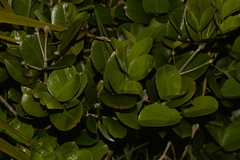 Baloghia inophylla