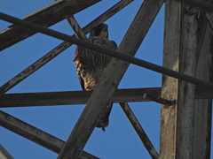 Falco peregrinus pealei