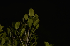 Baloghia inophylla