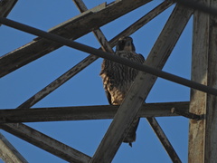 Falco peregrinus pealei